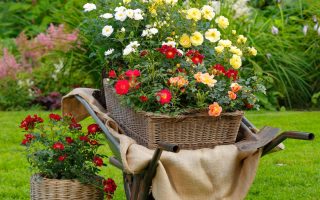 Rosa 'BIENENWEIDE' C3L