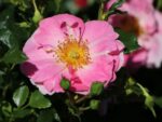 Rosa 'BIENENWEIDE' C3L - Obrázek 7