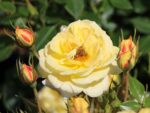 Rosa 'BIENENWEIDE' C3L - Obrázek 6