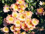 Rosa 'BIENENWEIDE' C3L - Obrázek 5