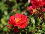 Rosa 'BIENENWEIDE' C3L - Obrázek 4