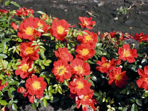 Rosa 'BIENENWEIDE' C3L - Obrázek 3