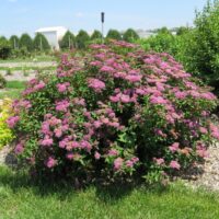 Spiraea bumalda 'Superstar' 20–30 cm