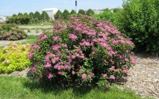 Spiraea bumalda 'Superstar' 20–30 cm