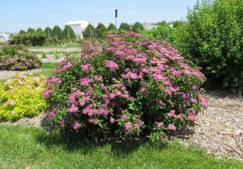 Spiraea bumalda 'Superstar' 20–30 cm - Obrázek 1