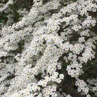 Spiraea cinerea 'Grefsheim'