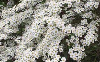 Spiraea cinerea 'Grefsheim'