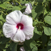 Hibiscus moscheutos