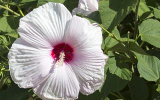 Hibiscus moscheutos
