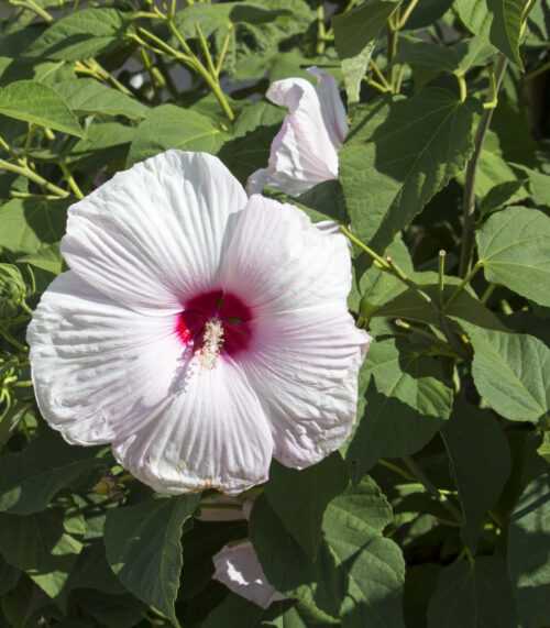 Hibiscus moscheutos - Image 1