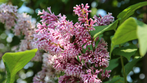 Syringa josikaea 30–40 cm - Image 1