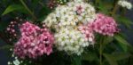 SPIRAEA JAPONICA MIX - Obrázek 2