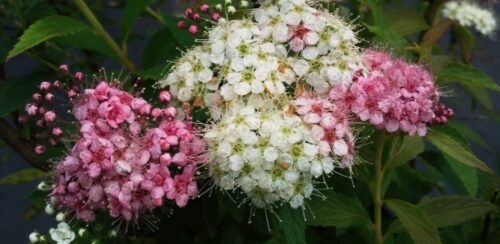 SPIRAEA JAPONICA MIX - Obrázek 2