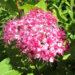 SPIRAEA JAPONICA MIX