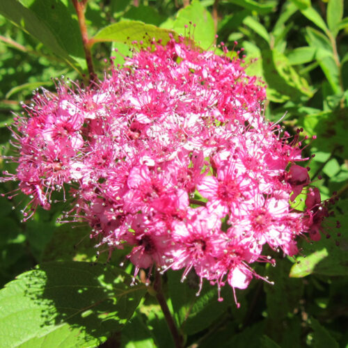SPIRAEA JAPONICA MIX - Obrázek 1