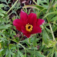 Pulsatilla vulgaris 'Bells'