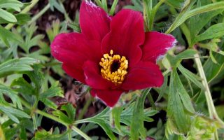 Pulsatilla vulgaris 'Bells'