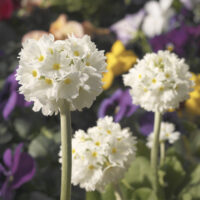 Primula denticulata 'Corolla White'