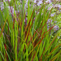 Panicum virgatum 'Rotstrahlbusch'