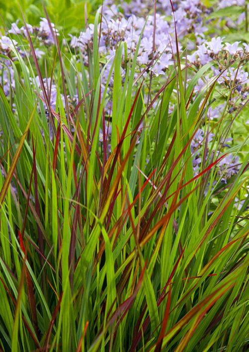 Panicum virgatum 'Rotstrahlbusch' - Obrázek 1