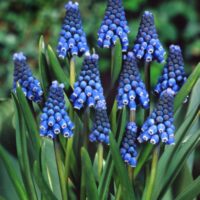 Muscari aucheri 'Blue Magic'