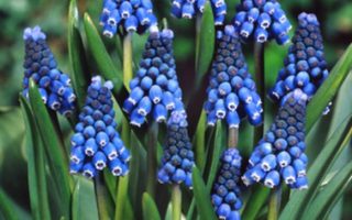 Muscari aucheri 'Blue Magic'