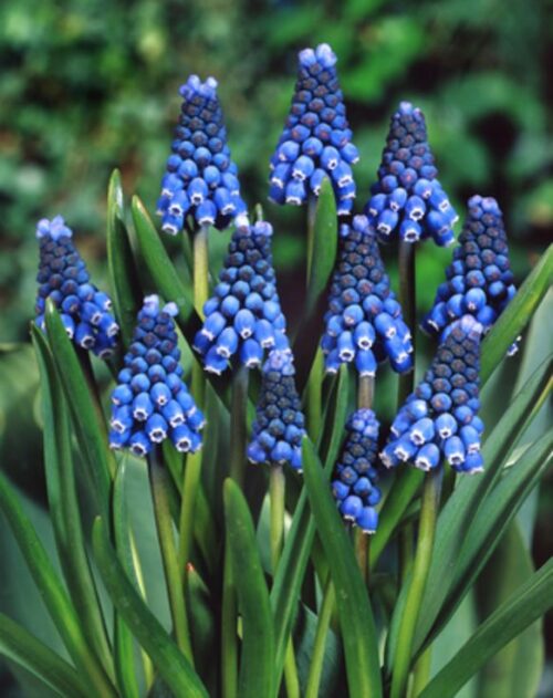 Muscari aucheri 'Blue Magic' - Obrázek 1