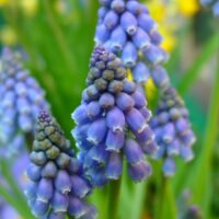 Muscari armeniacum