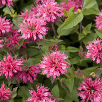 Monarda didyma 'Pink'