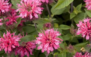 Monarda didyma 'Pink'