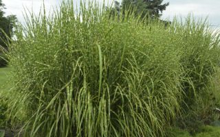 Miscanthus sinensis 'Strictus'