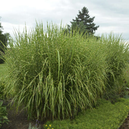 Miscanthus sinensis 'Strictus' - Obrázek 1