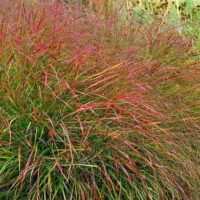 Panicum virgatum 'Hanse Herms'