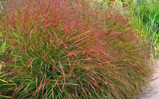 Panicum virgatum 'Hanse Herms'