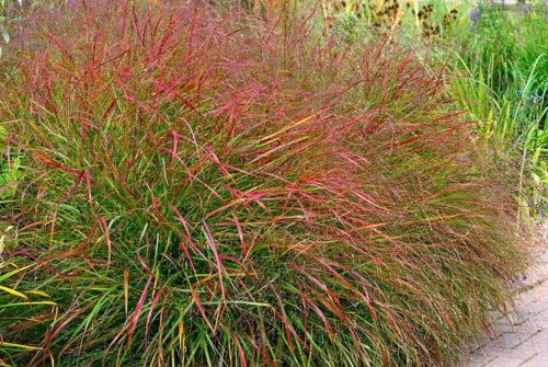 Panicum virgatum 'Hanse Herms' - Obrázek 1