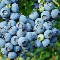 Vaccinium cor. 'Bluejay'