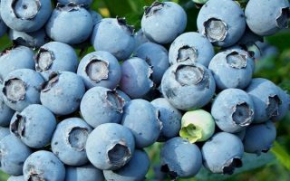 Vaccinium cor. 'Bluejay'