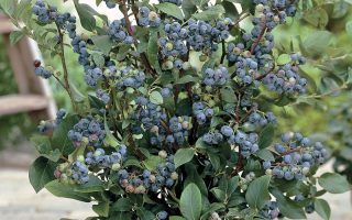 Vacciniuim 'Sunshine Blue' 20–30 cm