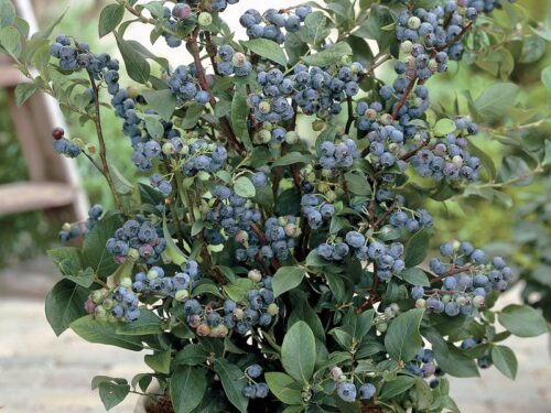 Vacciniuim 'Sunshine Blue' 20–30 cm - Obrázek 1