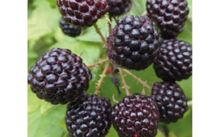 Rubus occidentalis Black Jewel 'Bristol'