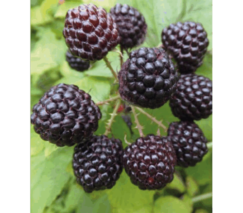 Rubus occidentalis Black Jewel 'Bristol' - Obrázek 1