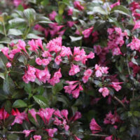 Weigela 'Piccolo' 15–20 cm