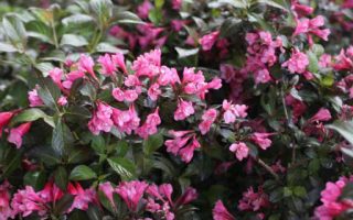 Weigela 'Piccolo' 15–20 cm