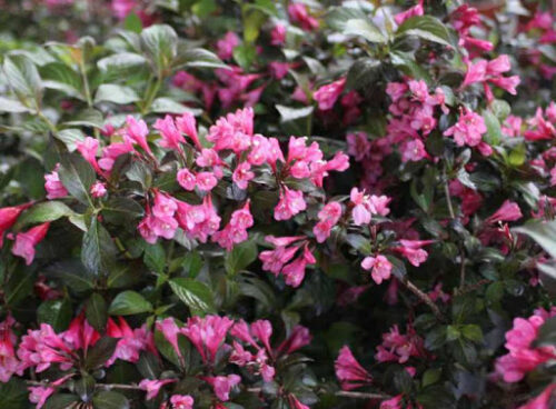 Weigela 'Piccolo' 15–20 cm - Obrázek 1