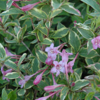 Weigela florida 'Sunny Princess' 20–30 cm