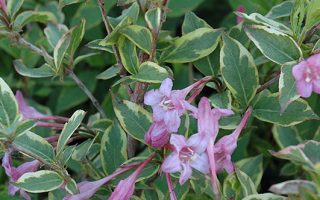 Weigela florida 'Sunny Princess' 20–30 cm