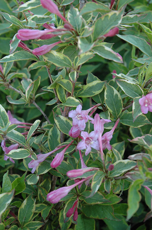 Weigela florida 'Sunny Princess' 20–30 cm - Image 1