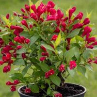 Weigela florida 'All Summer Red' 40–50 CM