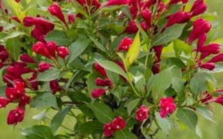 Weigela florida 'All Summer Red' 40–50 CM