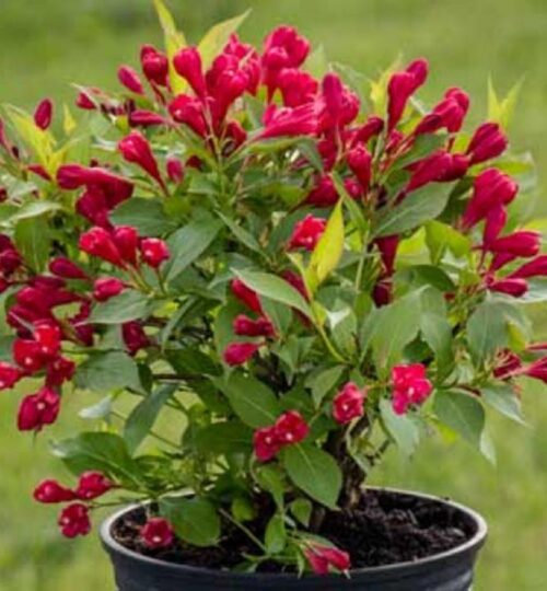Weigela florida 'All Summer Red' 40–50 CM - Obrázek 1